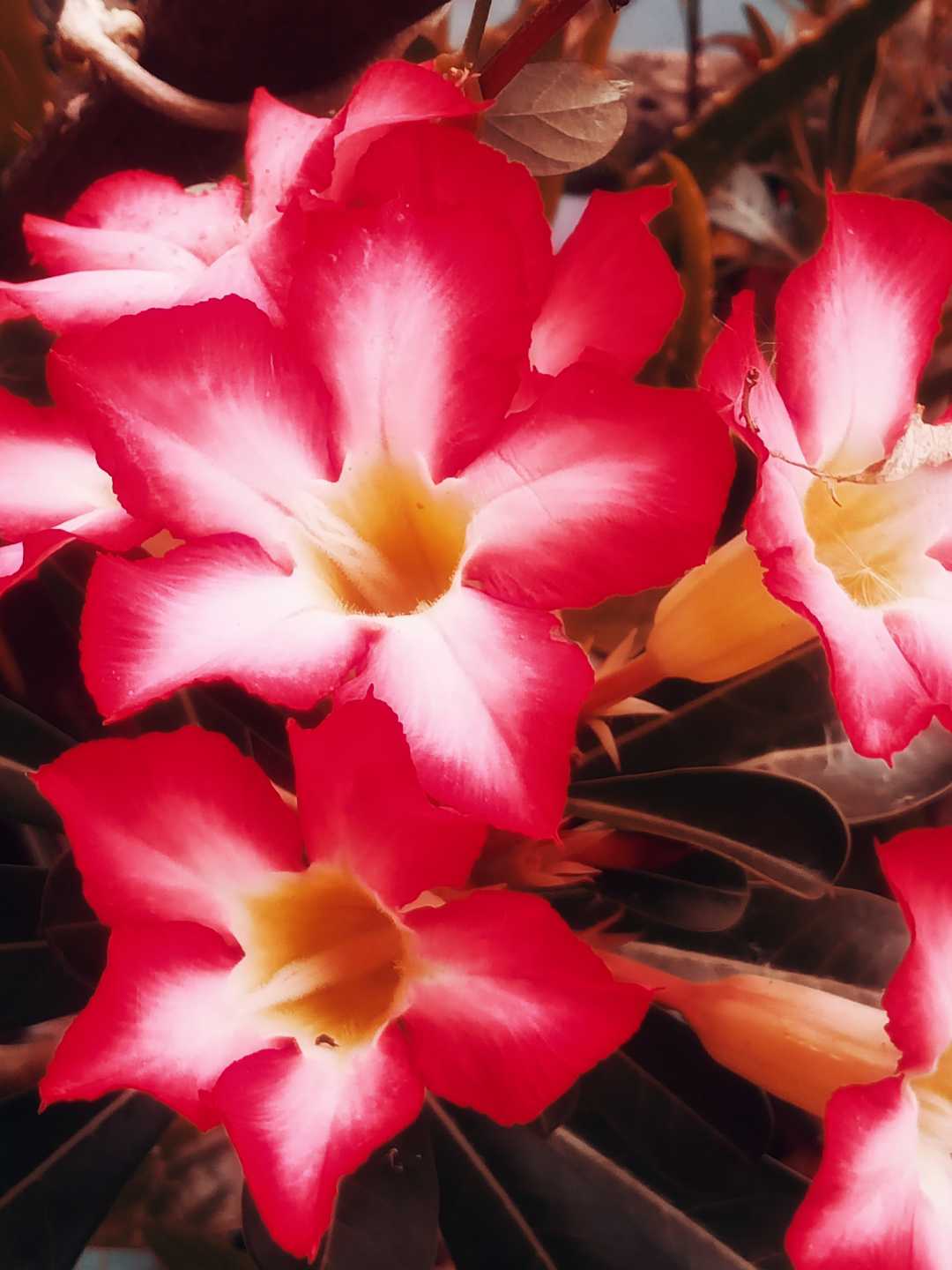 Adenium