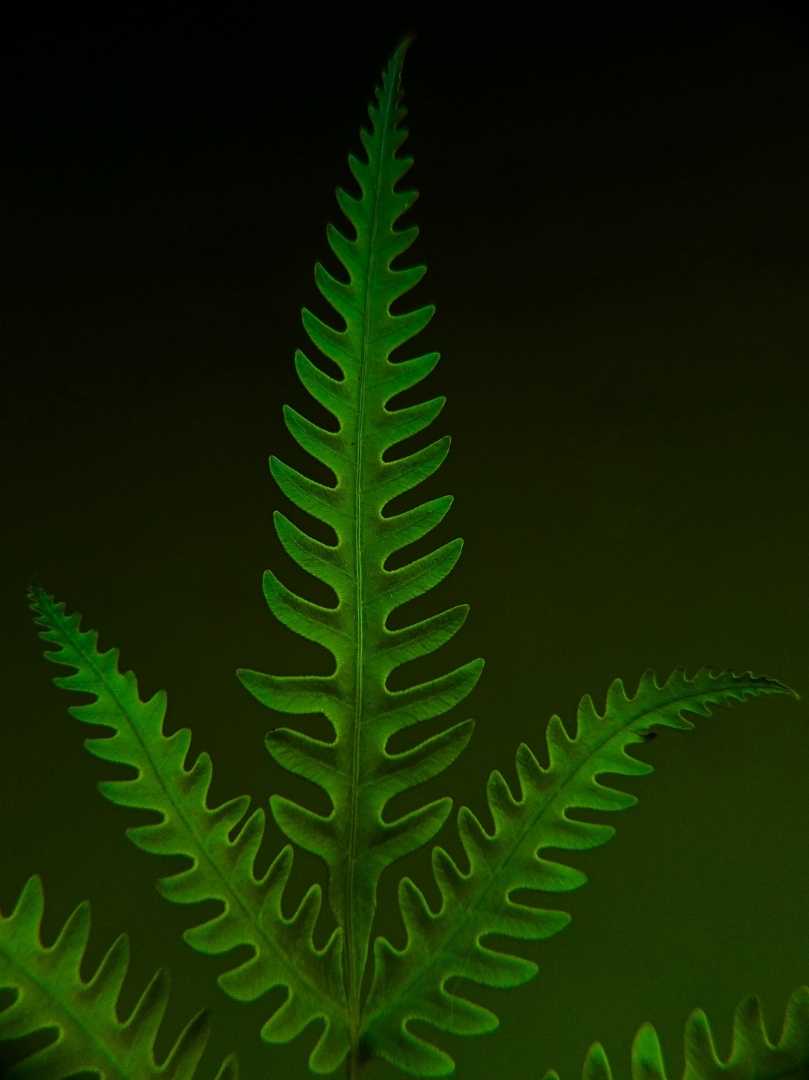 Polypodiophyta