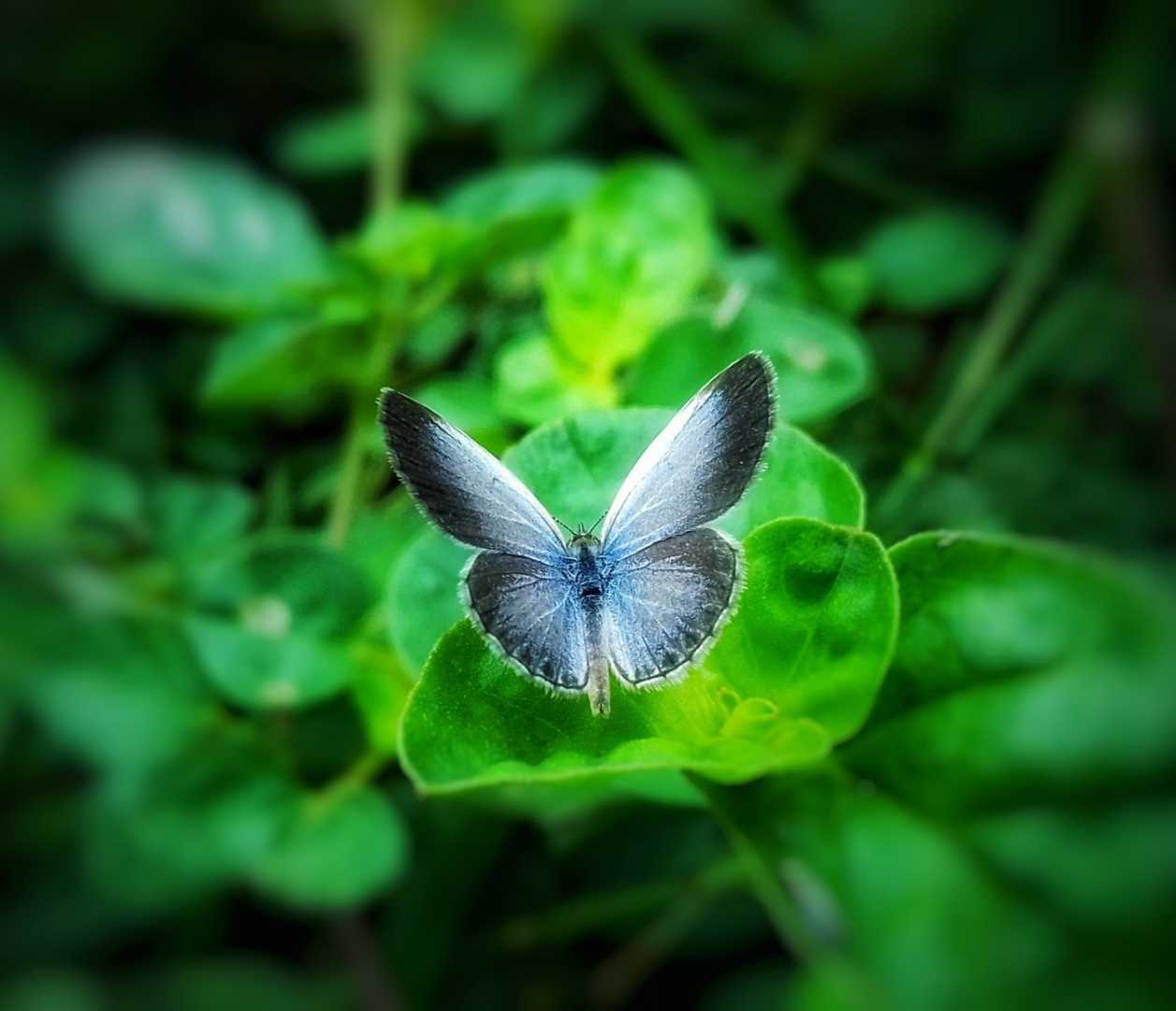 Butterfly 🦋 