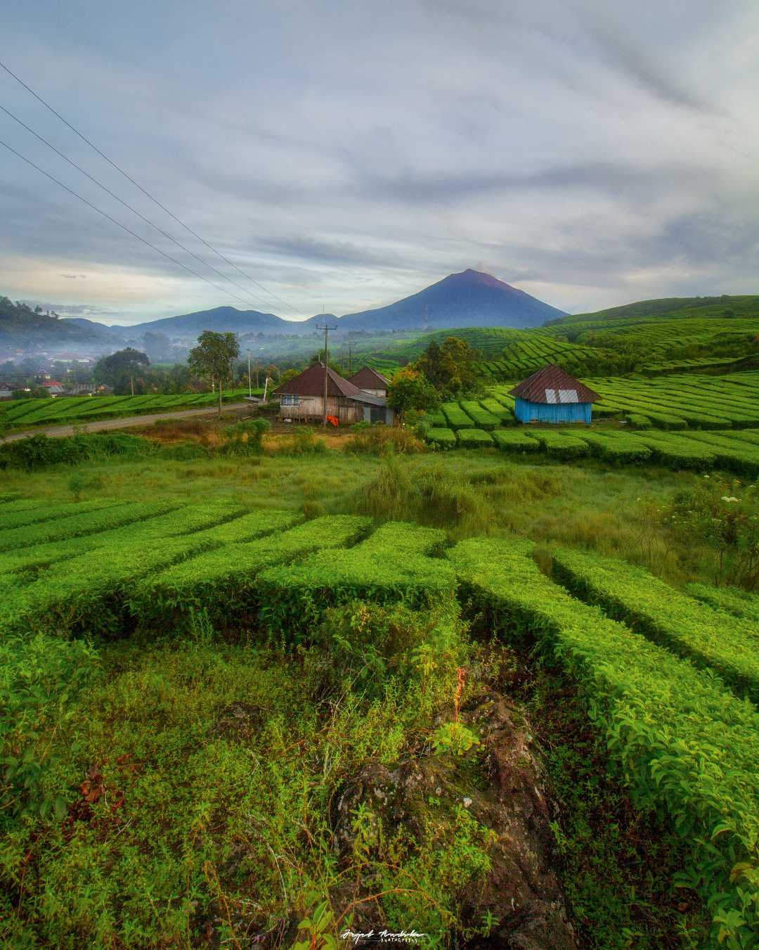 Kebun Teh Kayu Aro, Kerinci