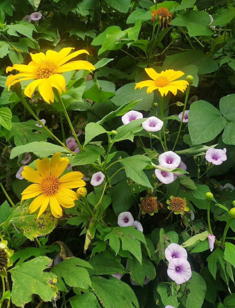 Todo florece en noviembre 