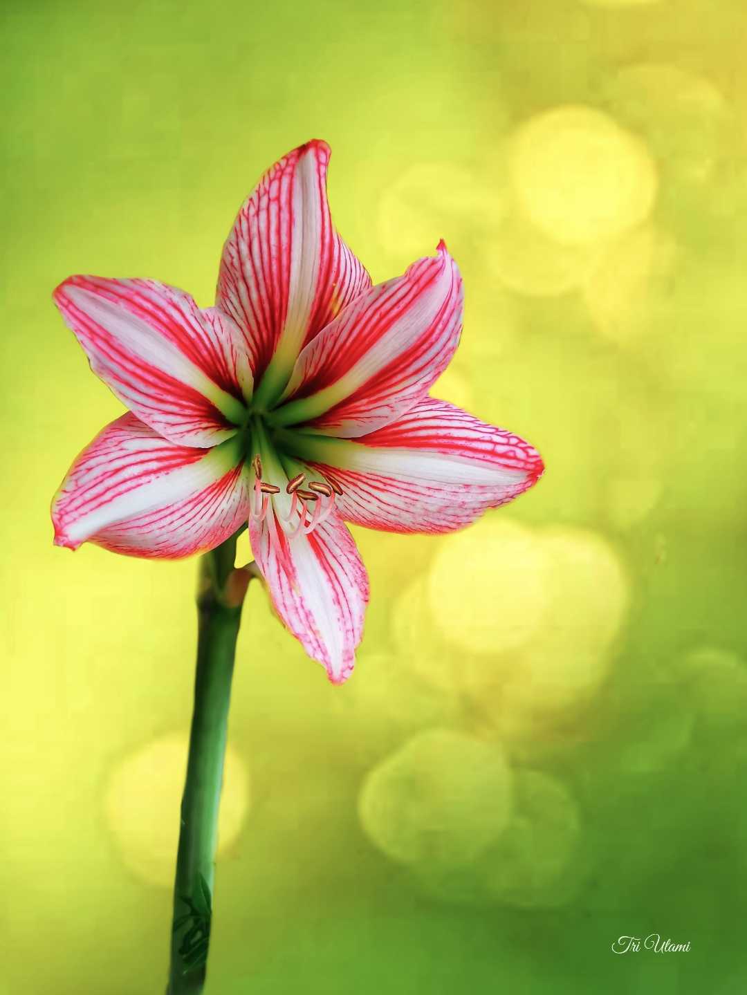 Bunga Amarilis 