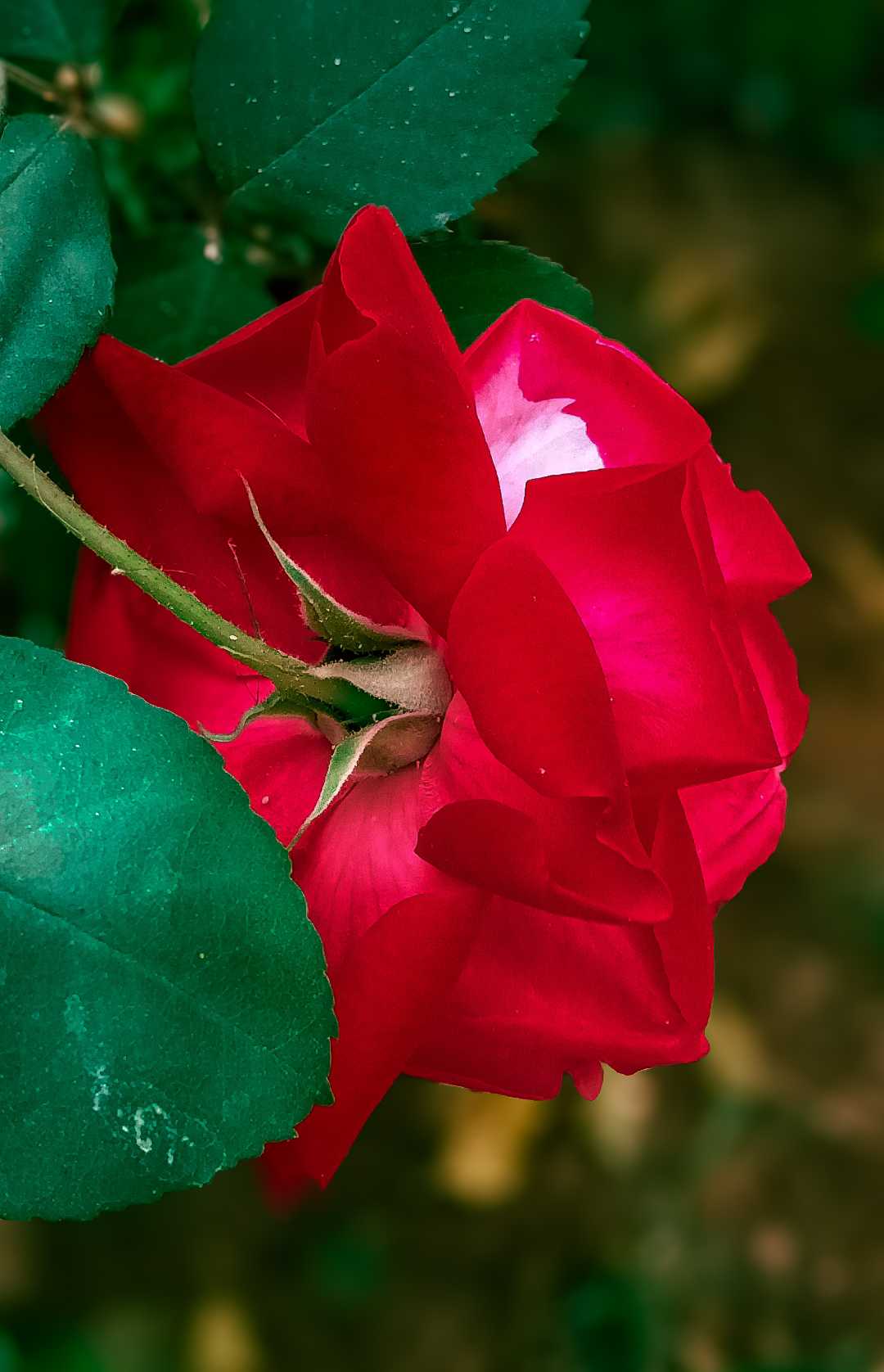 Rose 🌹