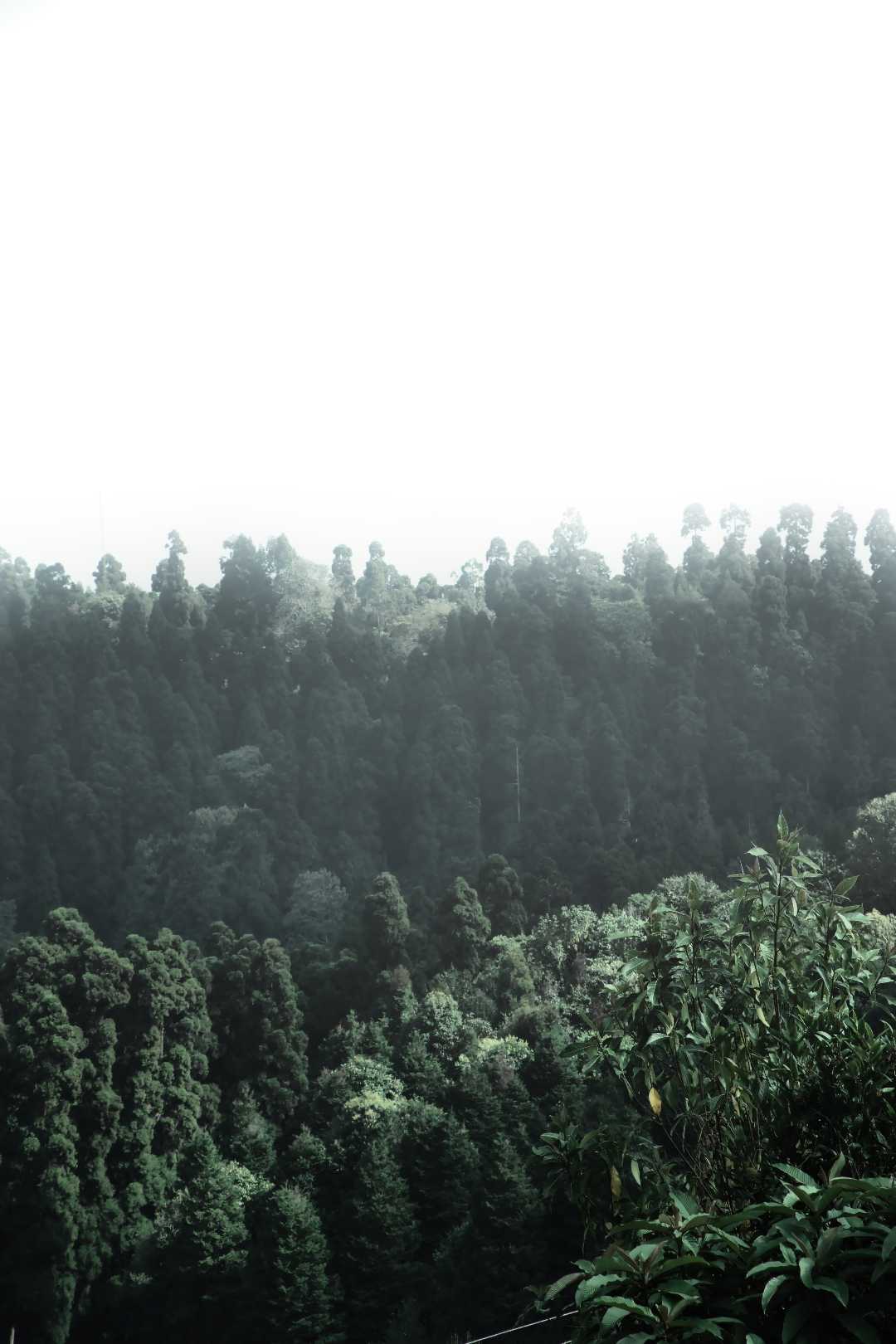 Pines
