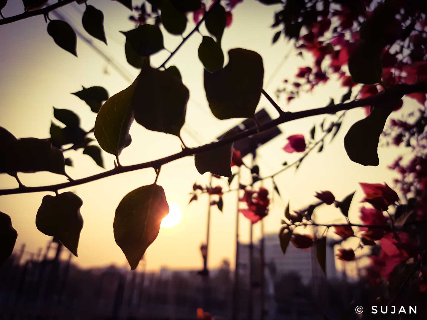 Sunset through a leaf