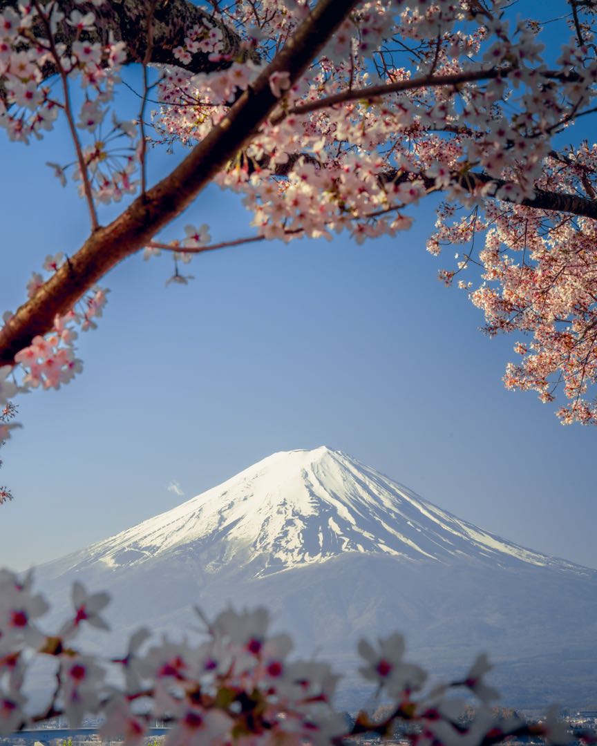 kawaguchiko lake cherry blossoms