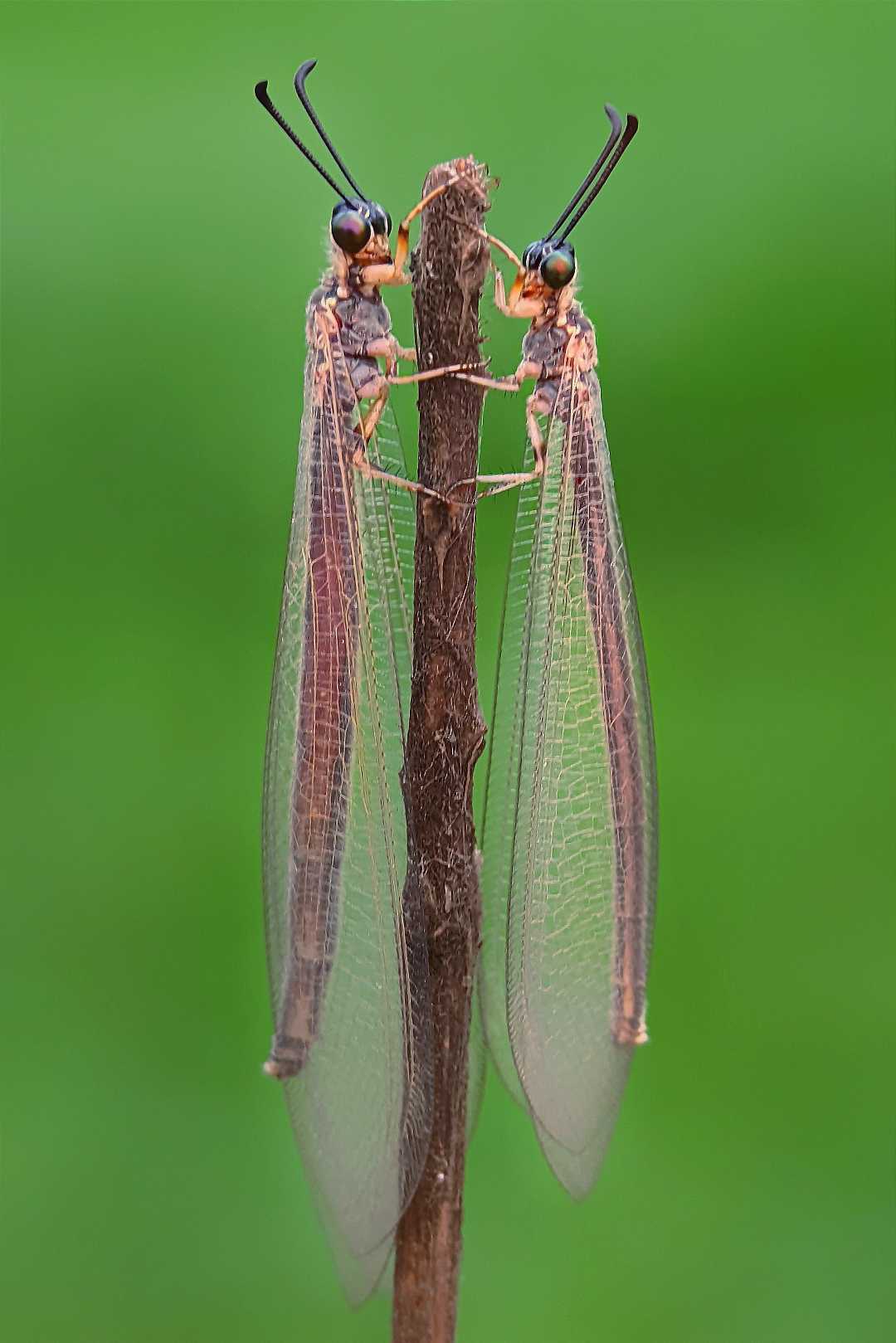 Friend 