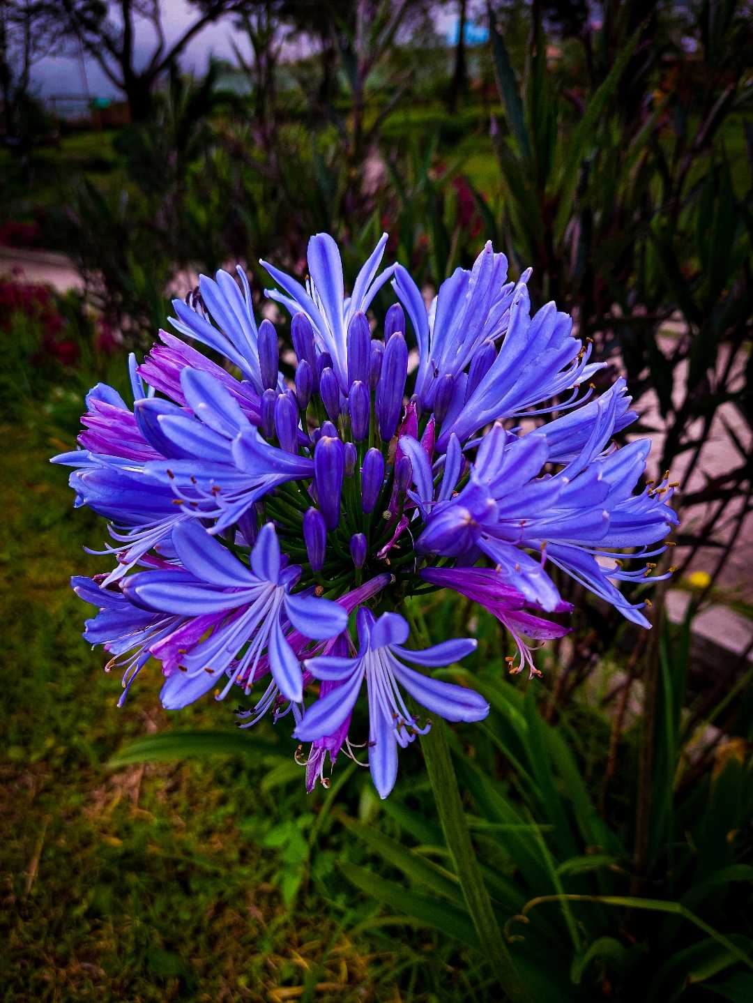 Lily Africa
