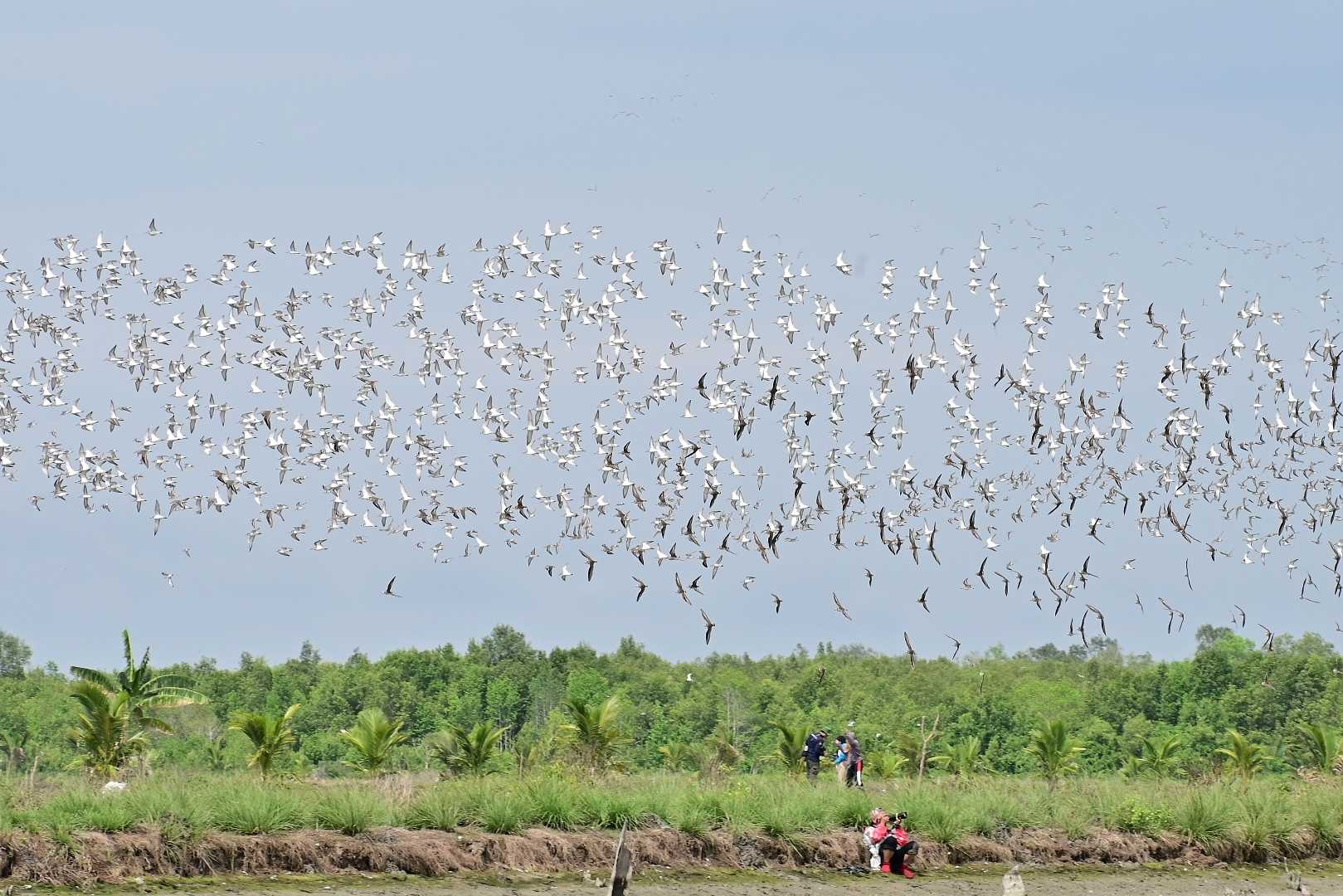 berburu burung migran 
