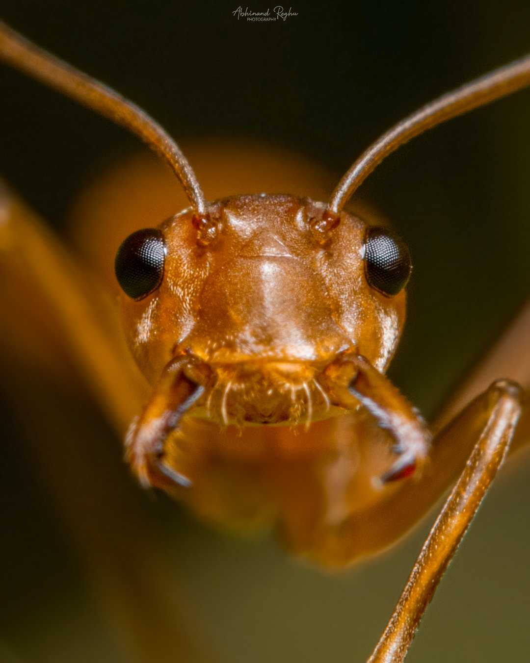 Ant 🐜