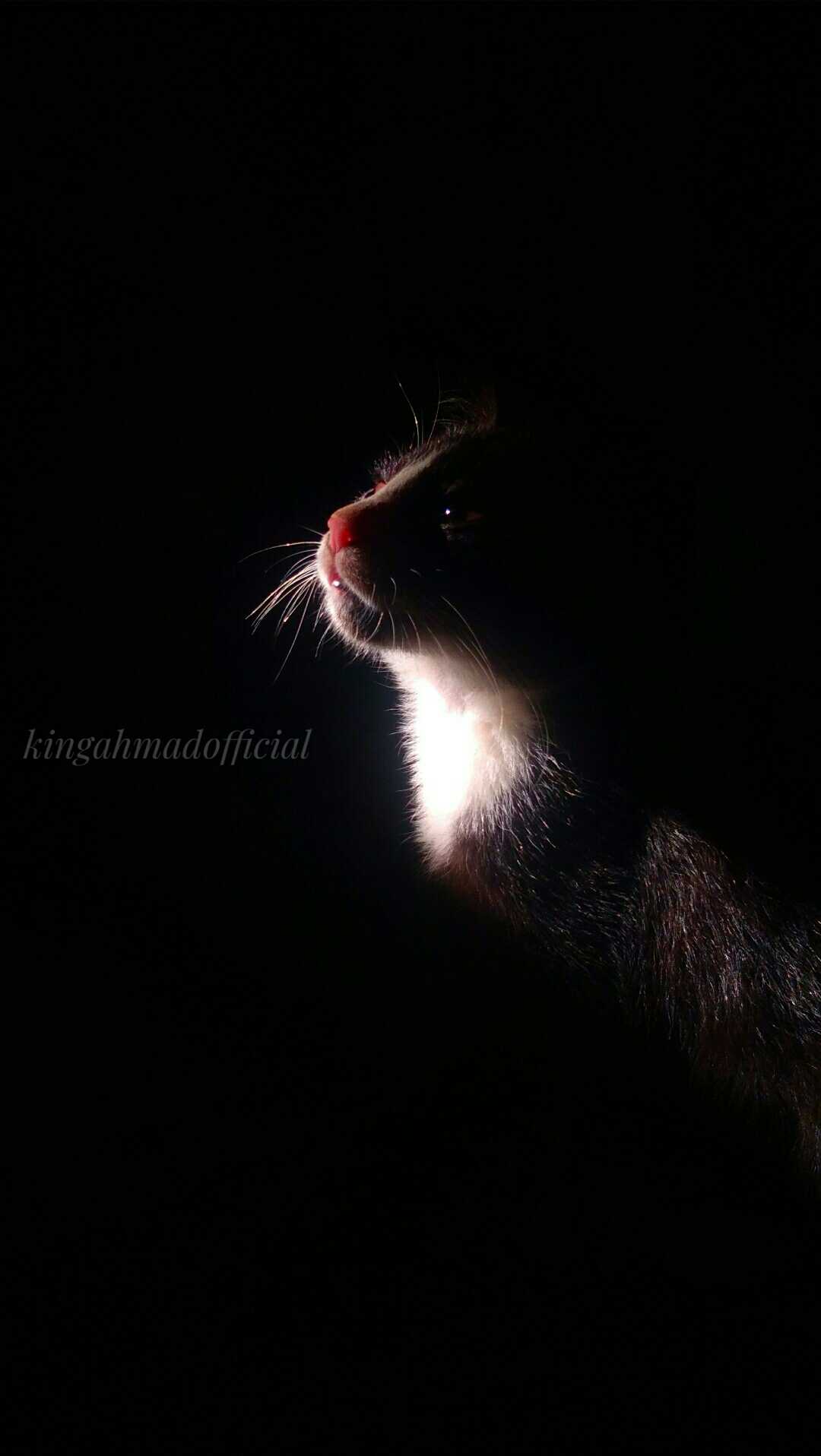KUCING KAMPUNG 