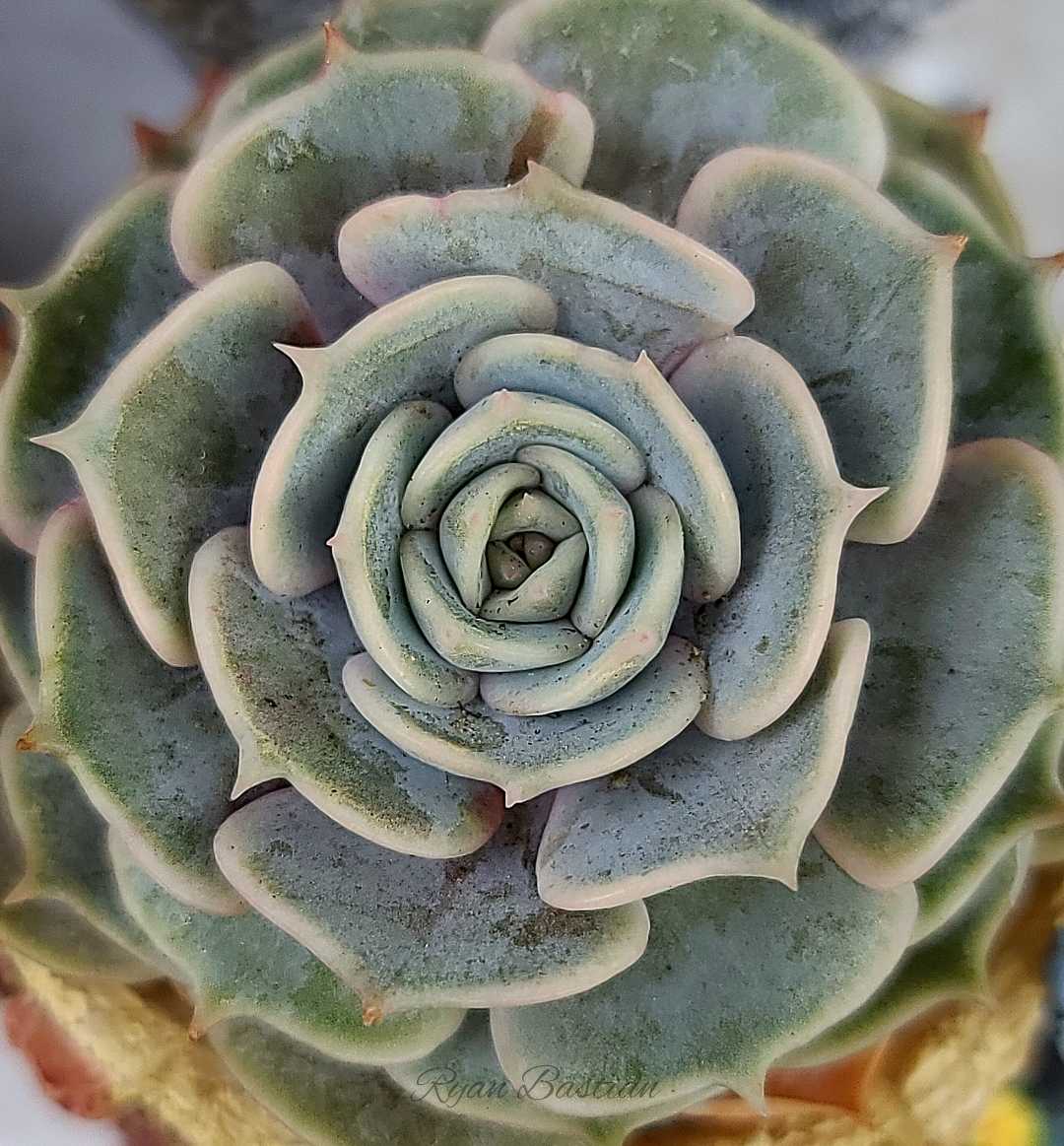 macro kaktus