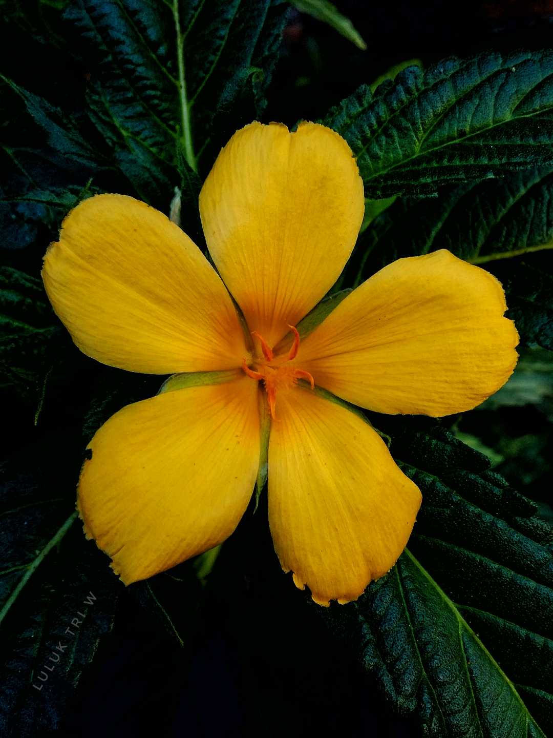 Beautiful turnera flower