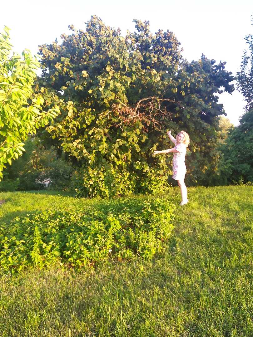 Hazel bush 🌰