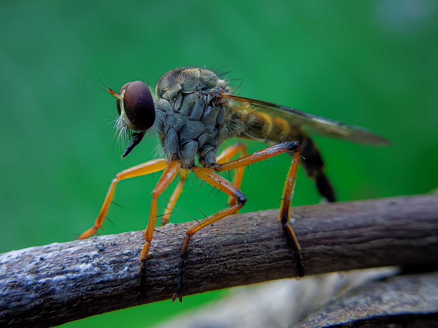 Asilidae