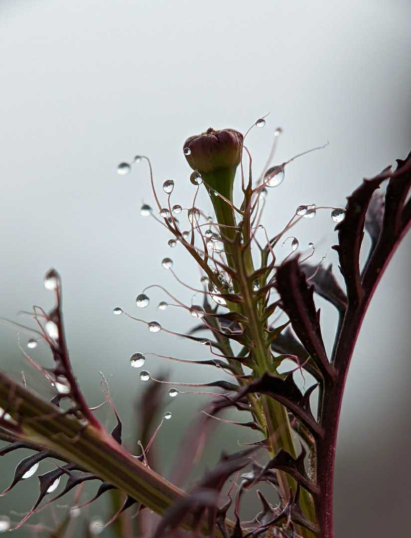 DEW DROPS