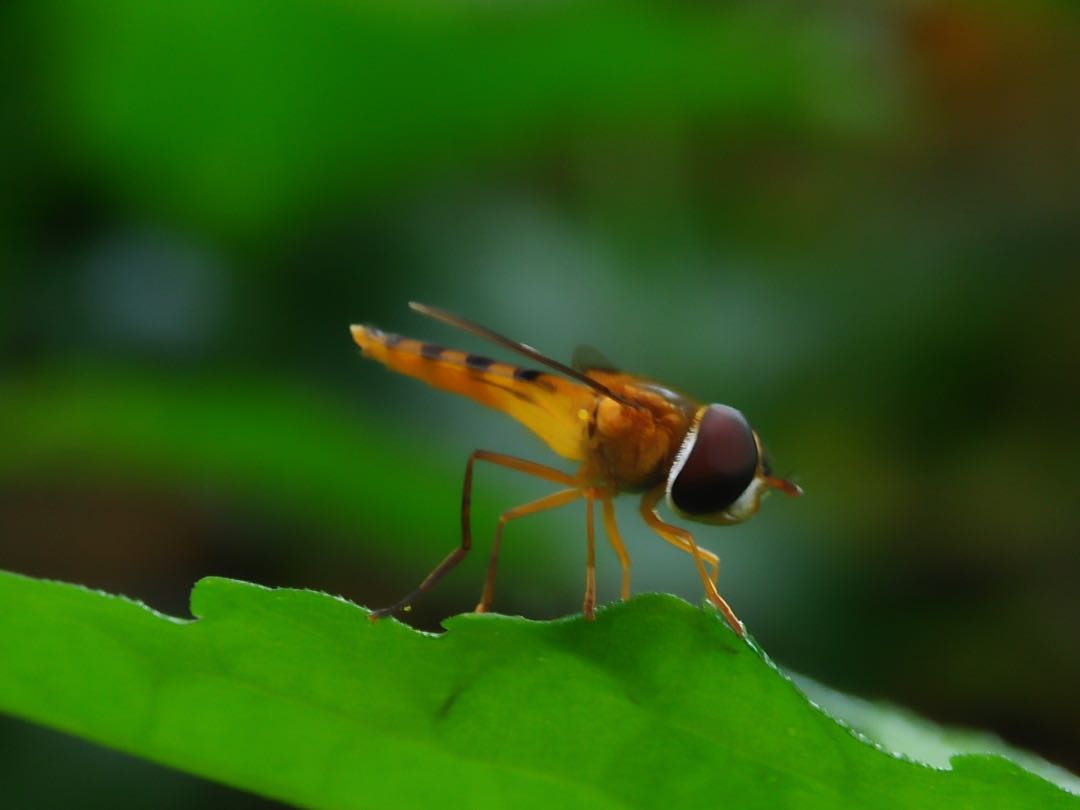 Hover flies