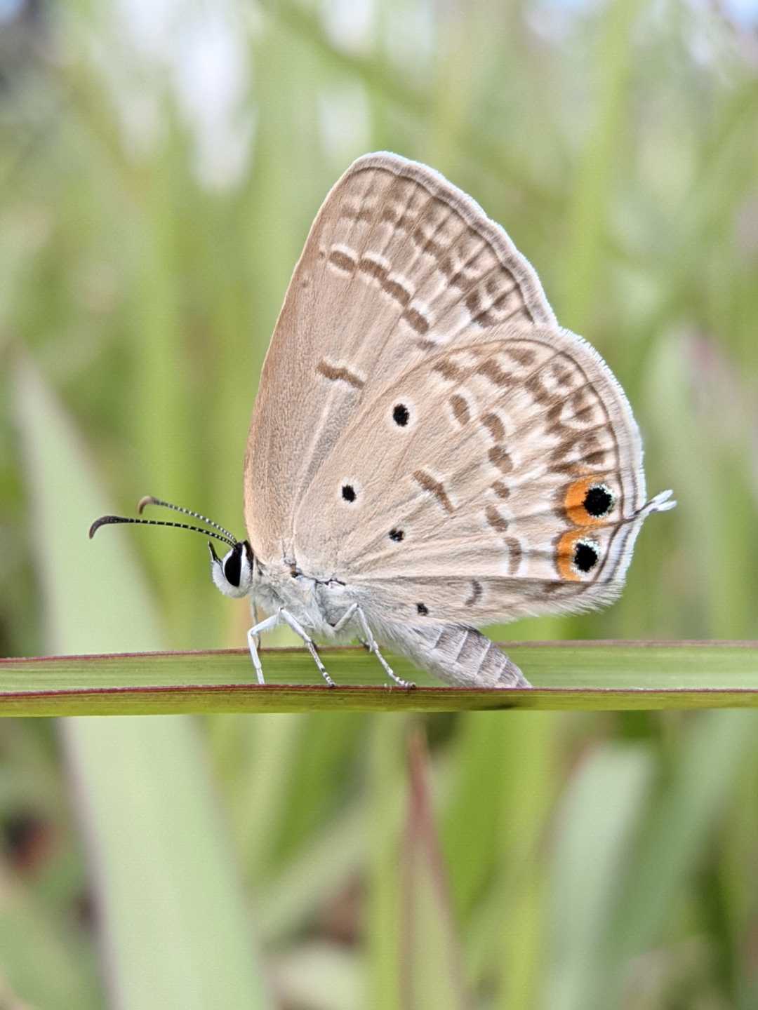 Euchrysops cnejus