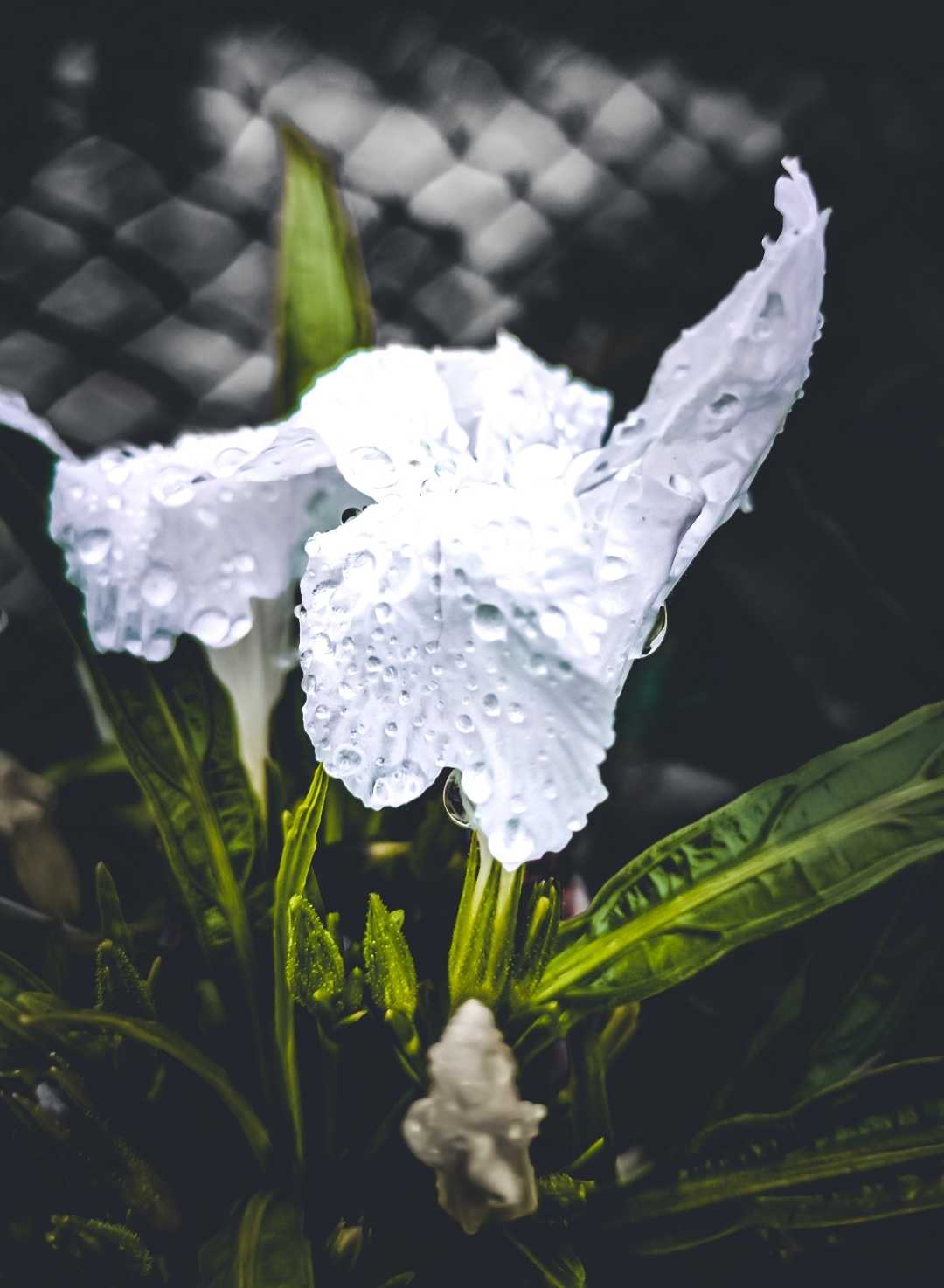 rain drops 💧