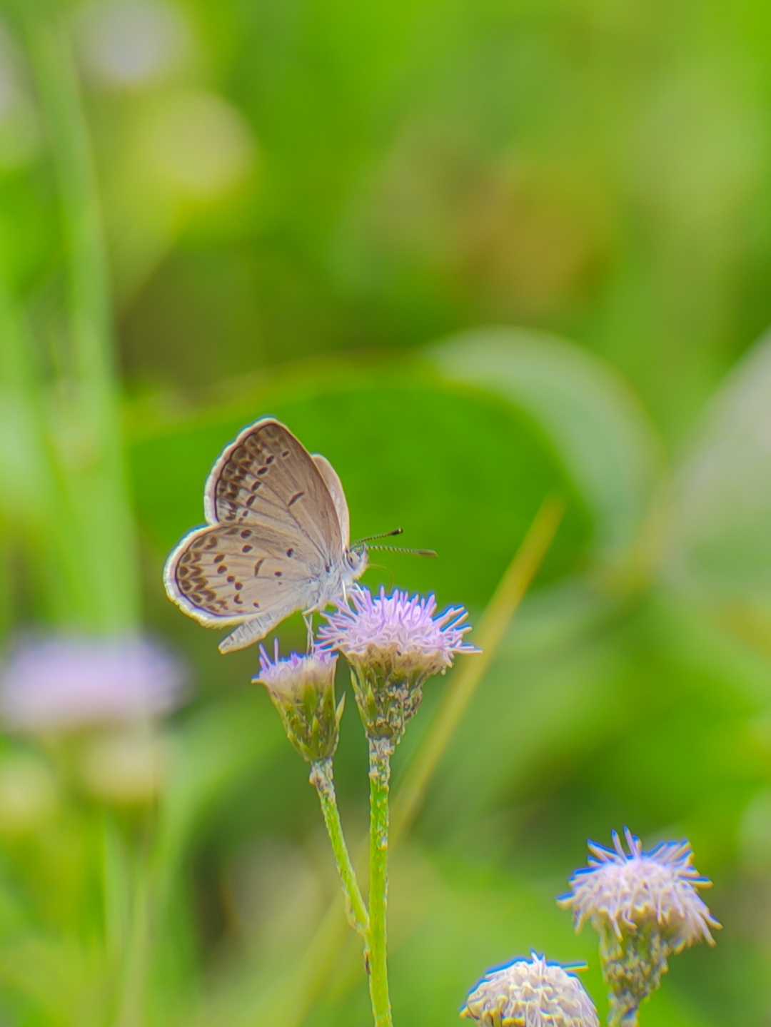 Butterfly 🦋