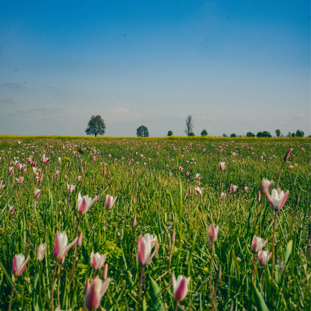 wild tulips