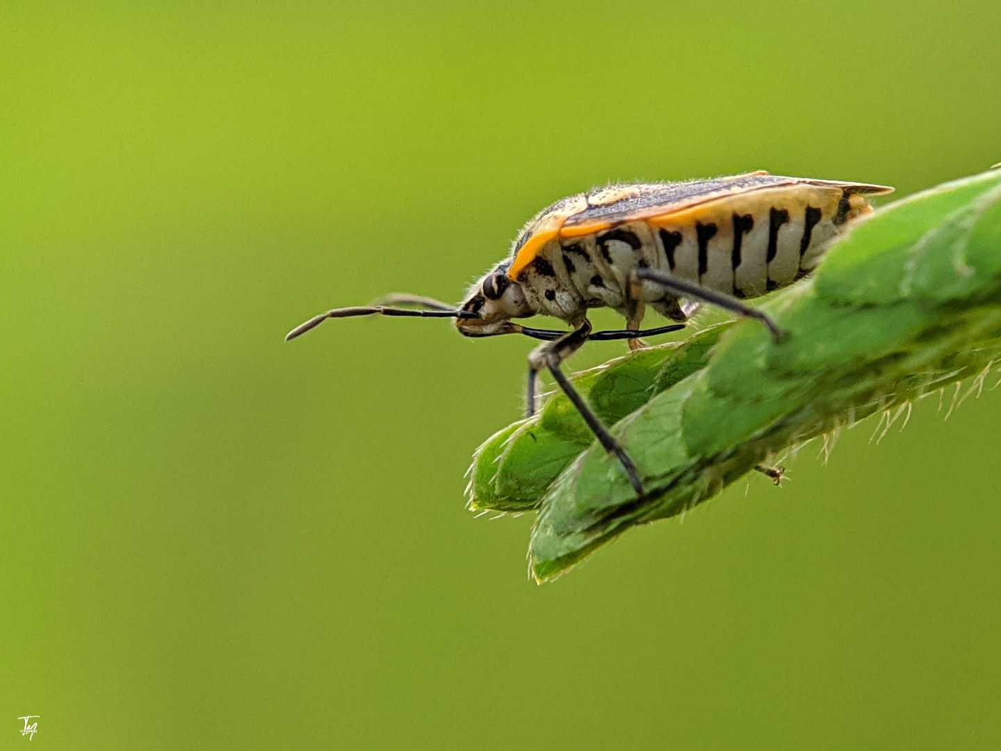 Eurydema Dominulus
