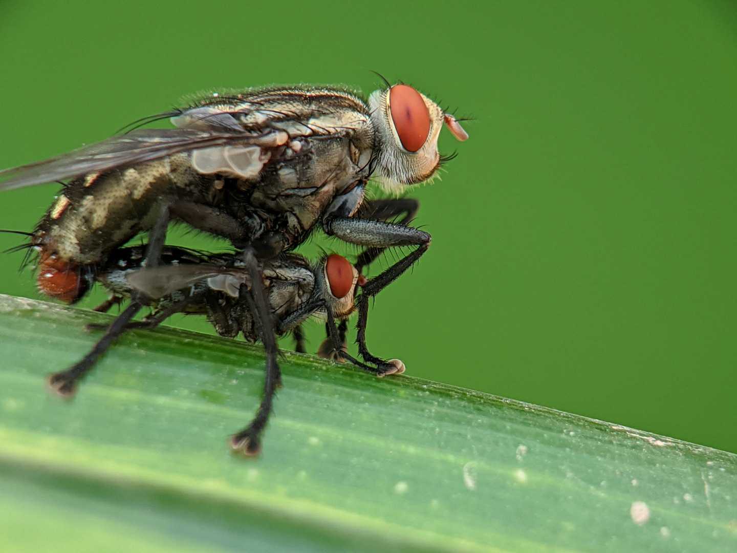 Lalat Mating