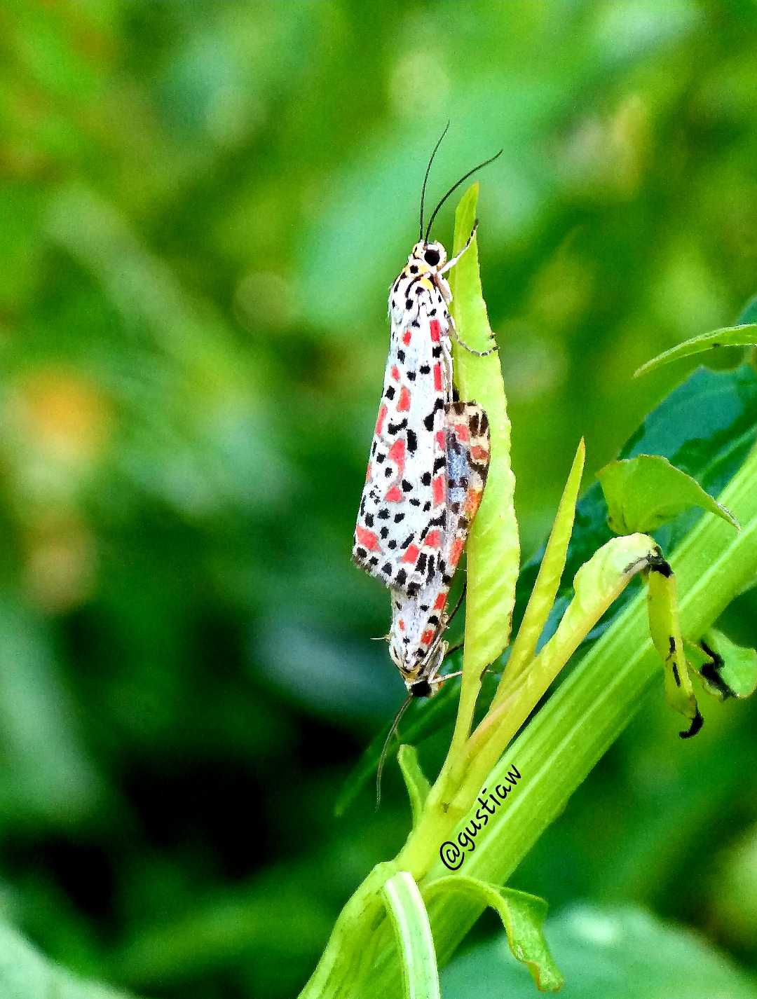 Utetheisa pulchella