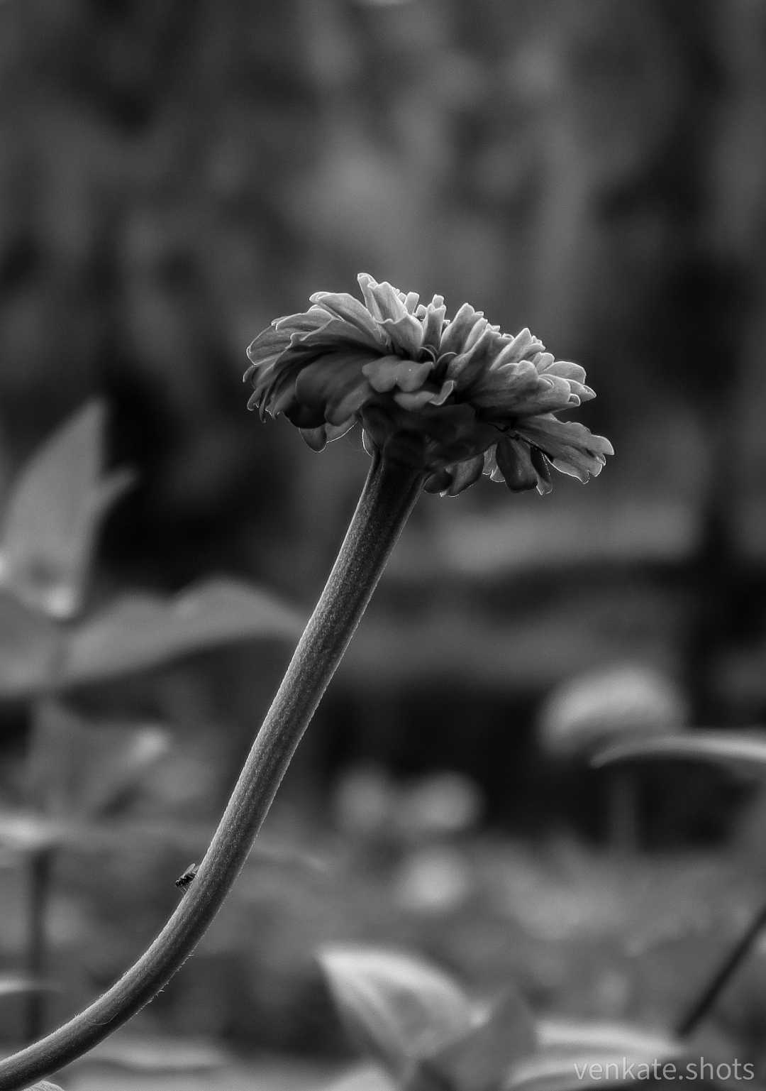Cosmos B+W 