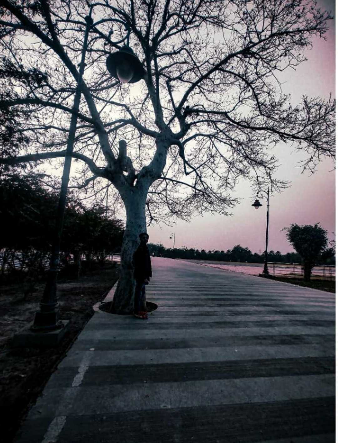 📍Tree at Janeshwar park