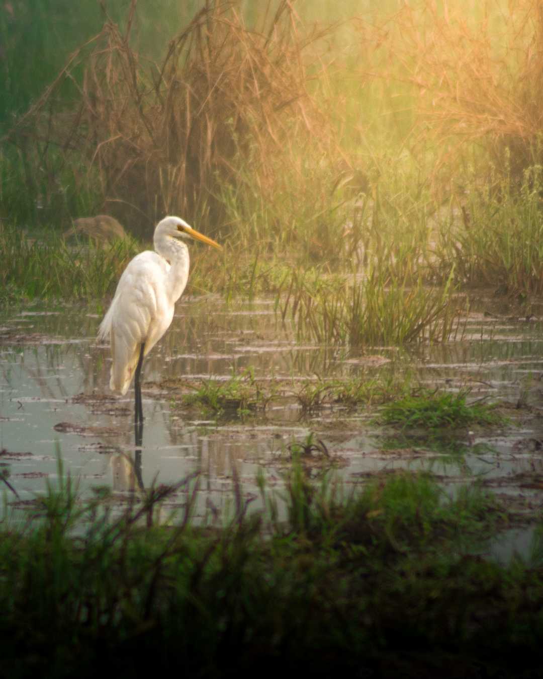 The dawn