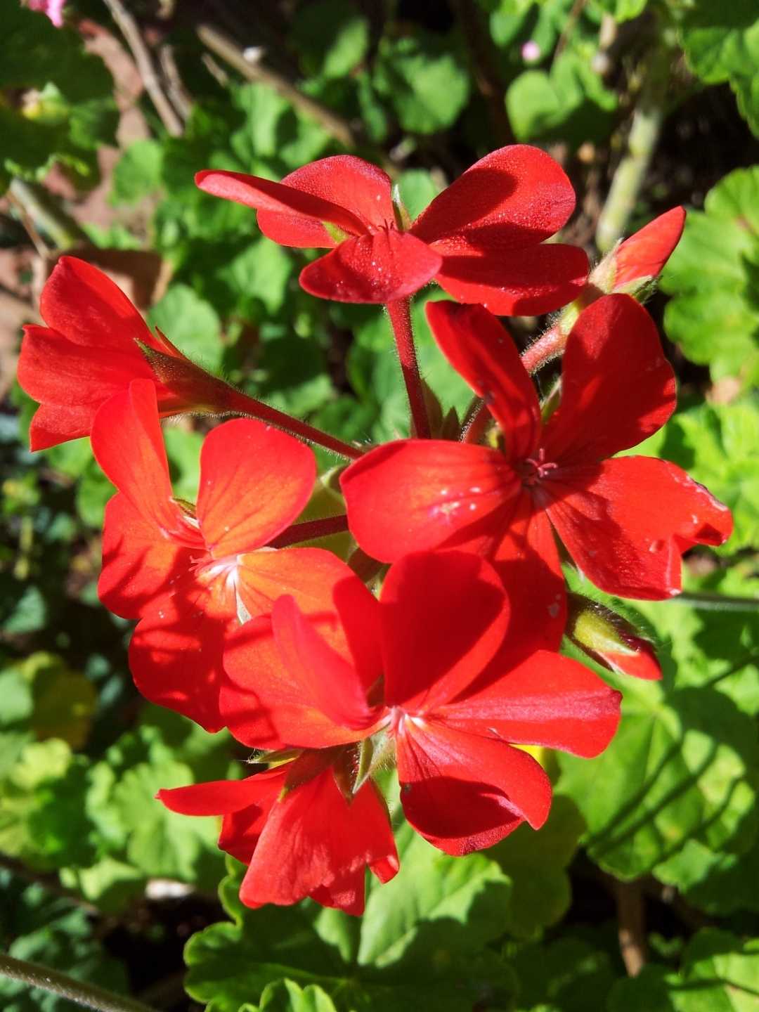 Rojas de verano