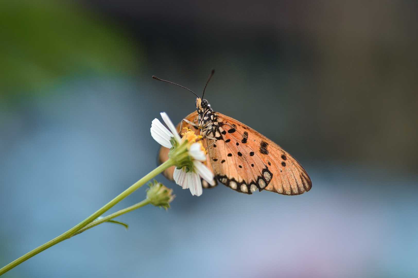 Acraea Terpsicore (Butterfly)