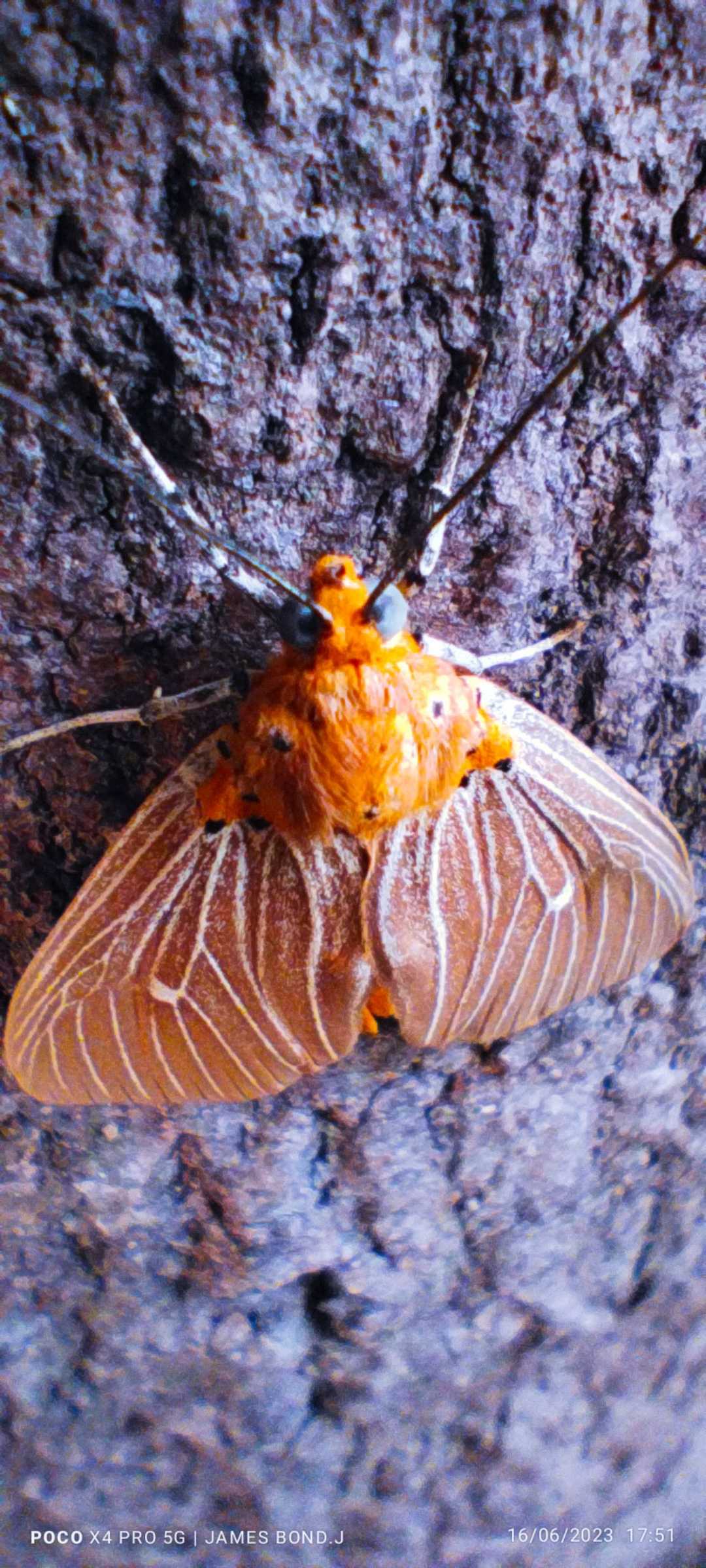 Snouted tiger moth