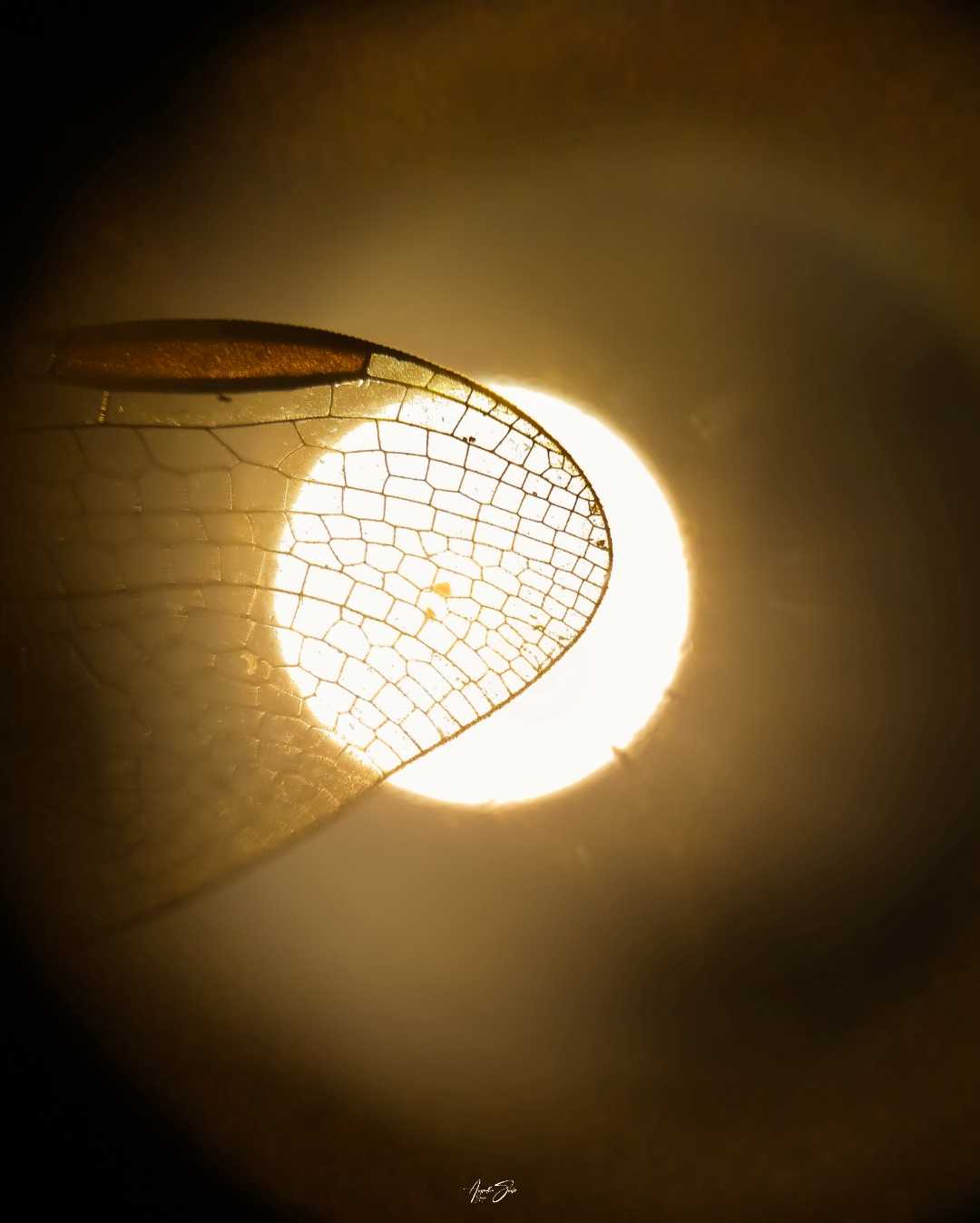 mobile macro photography 