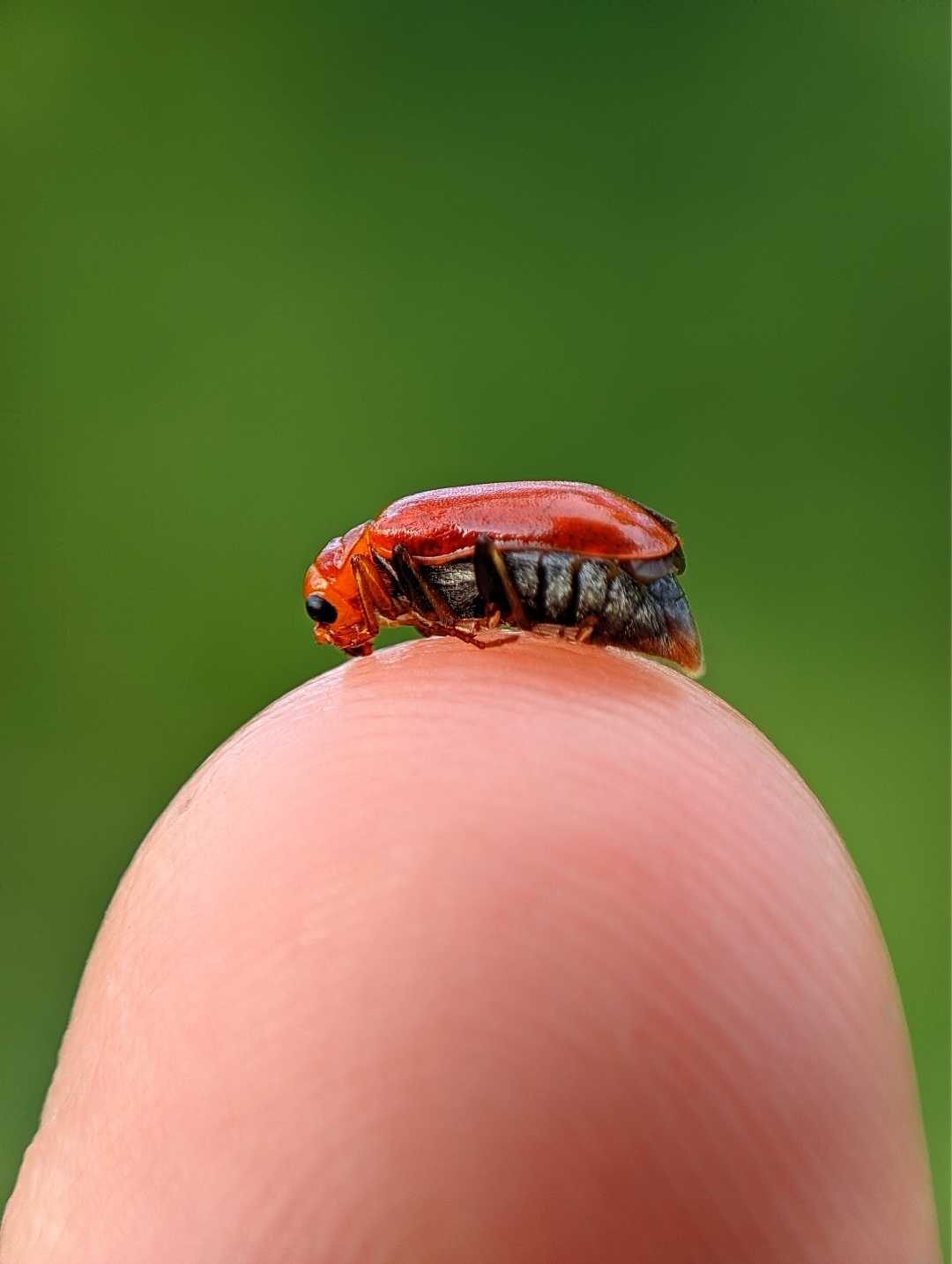 macro