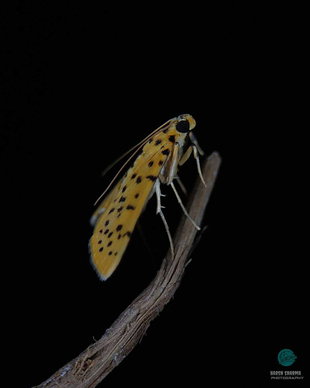 ***..." Moth week special "...***

