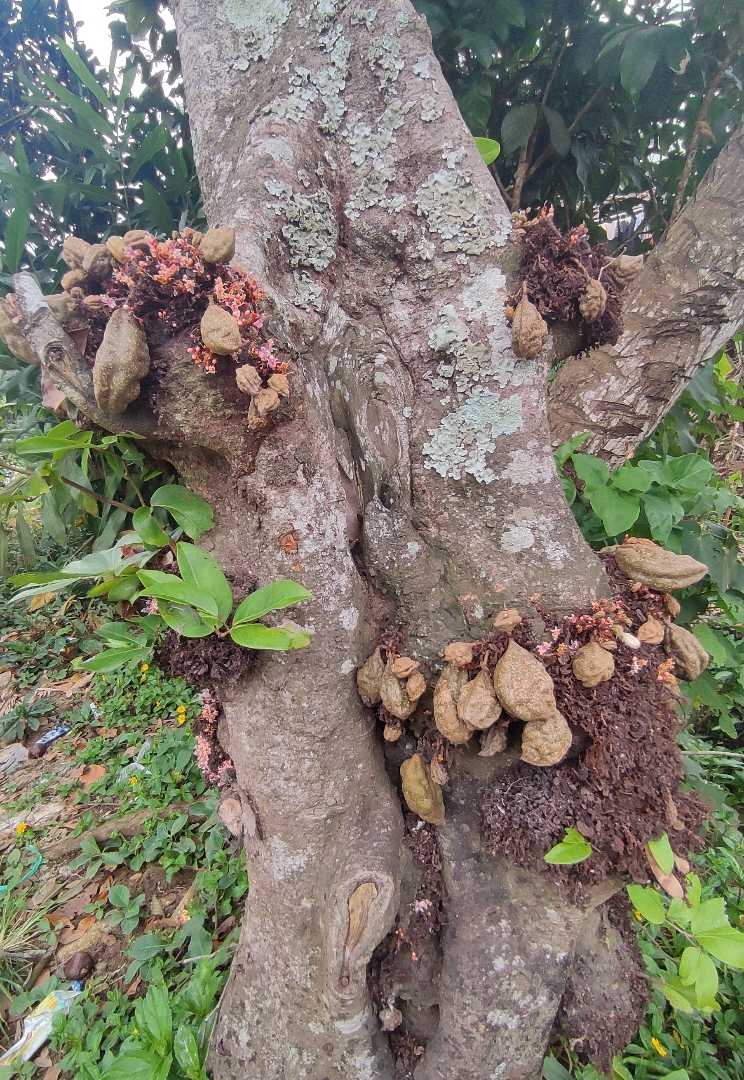 Pohon Buah Namnam