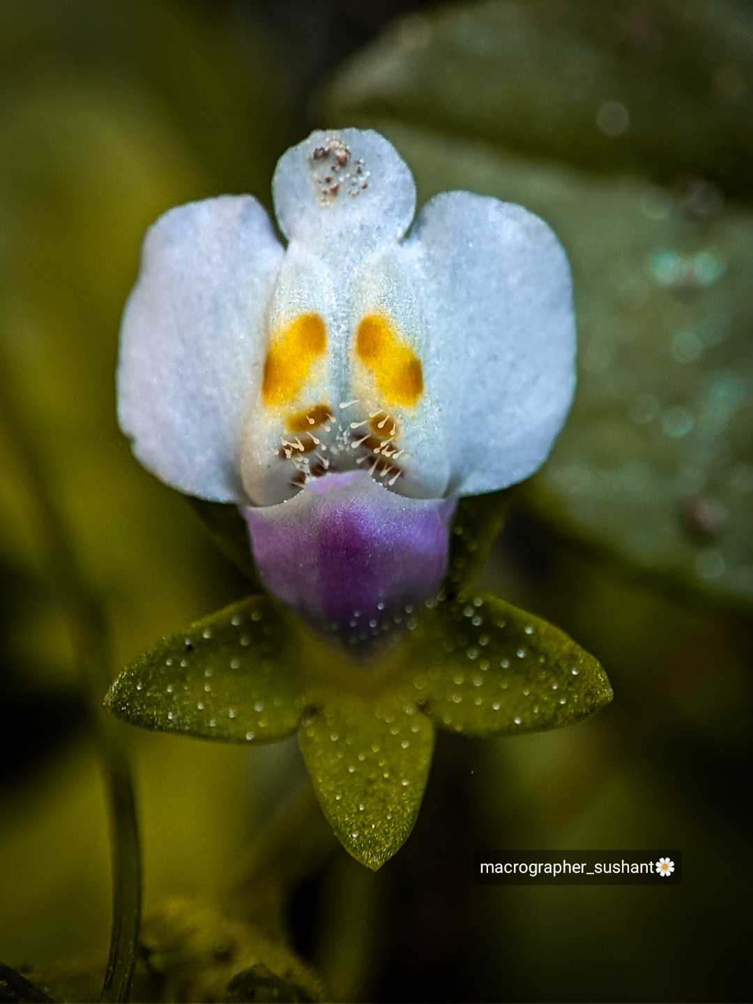 A beautiful flower 🌼