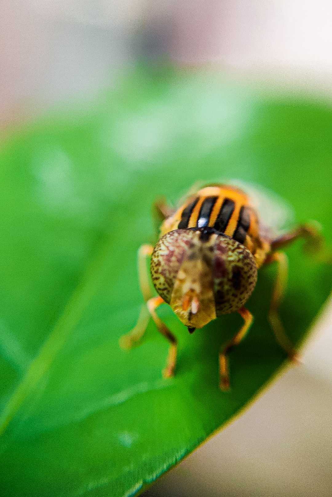 check out this macro post of Five Line Hoverfly 