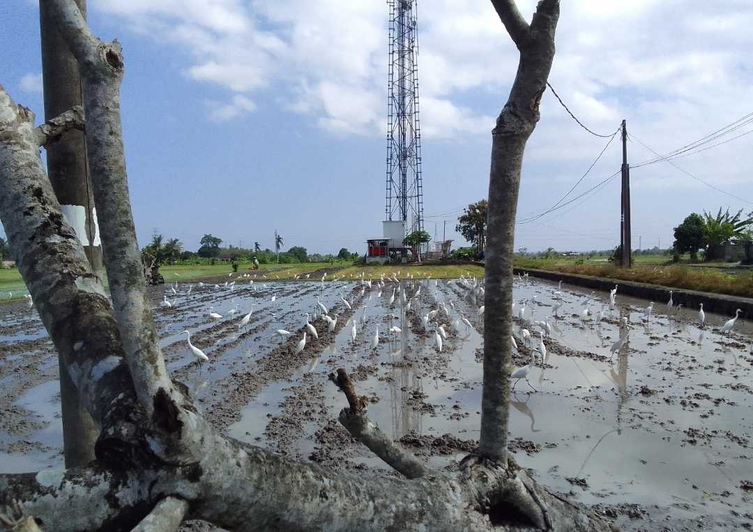 latardepan