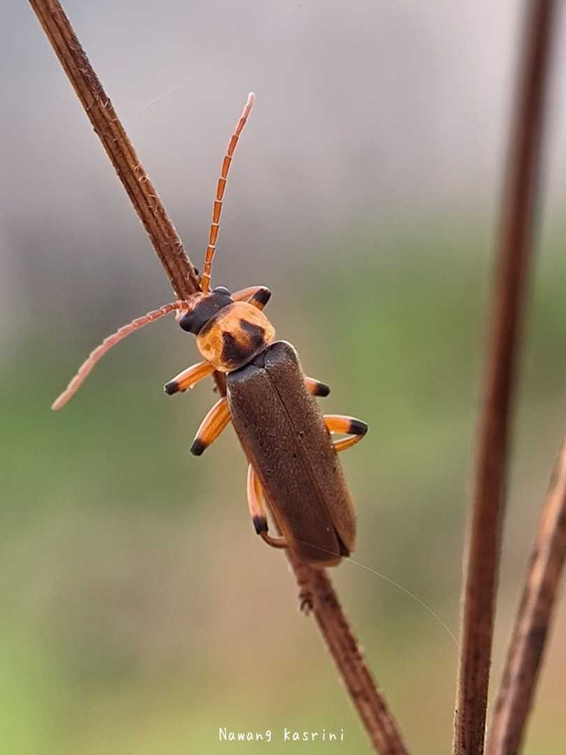 Cantharis rufa