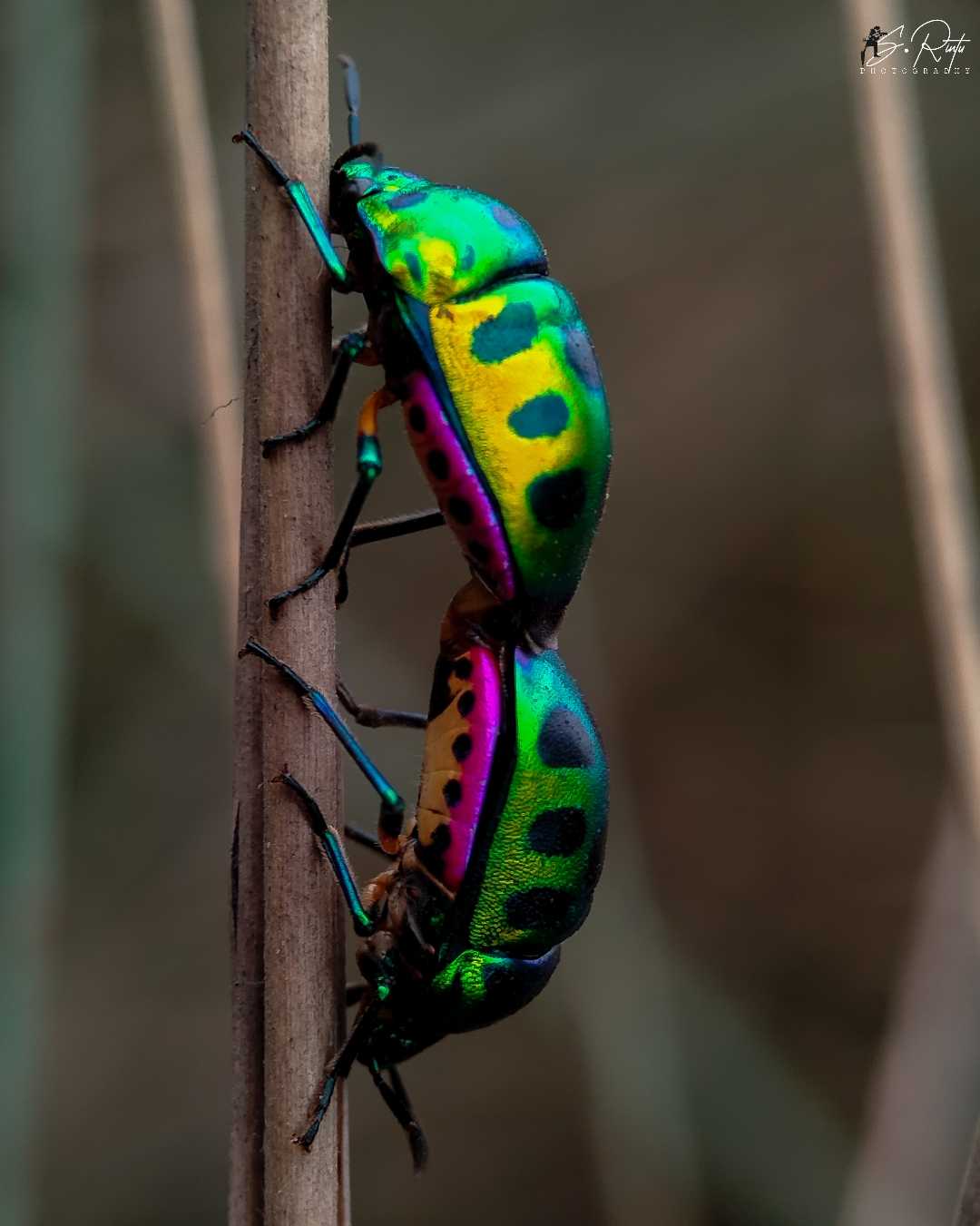 mating moment of jewel bug 