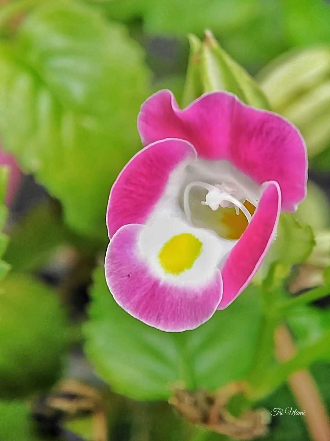 Bunga Mata Kucing 