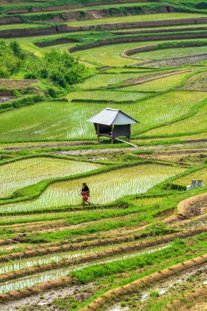 my village rice fields