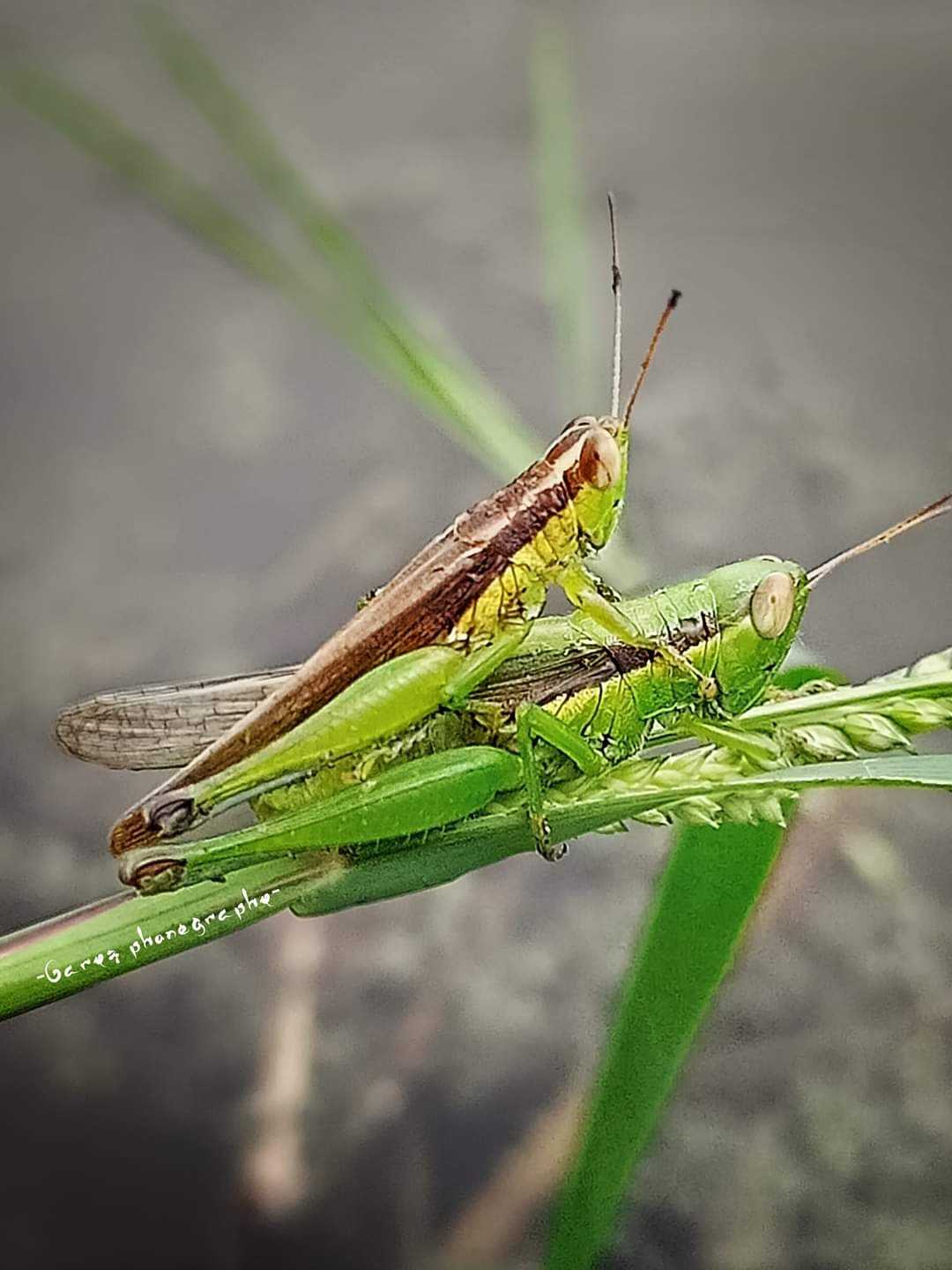 Belalang padi