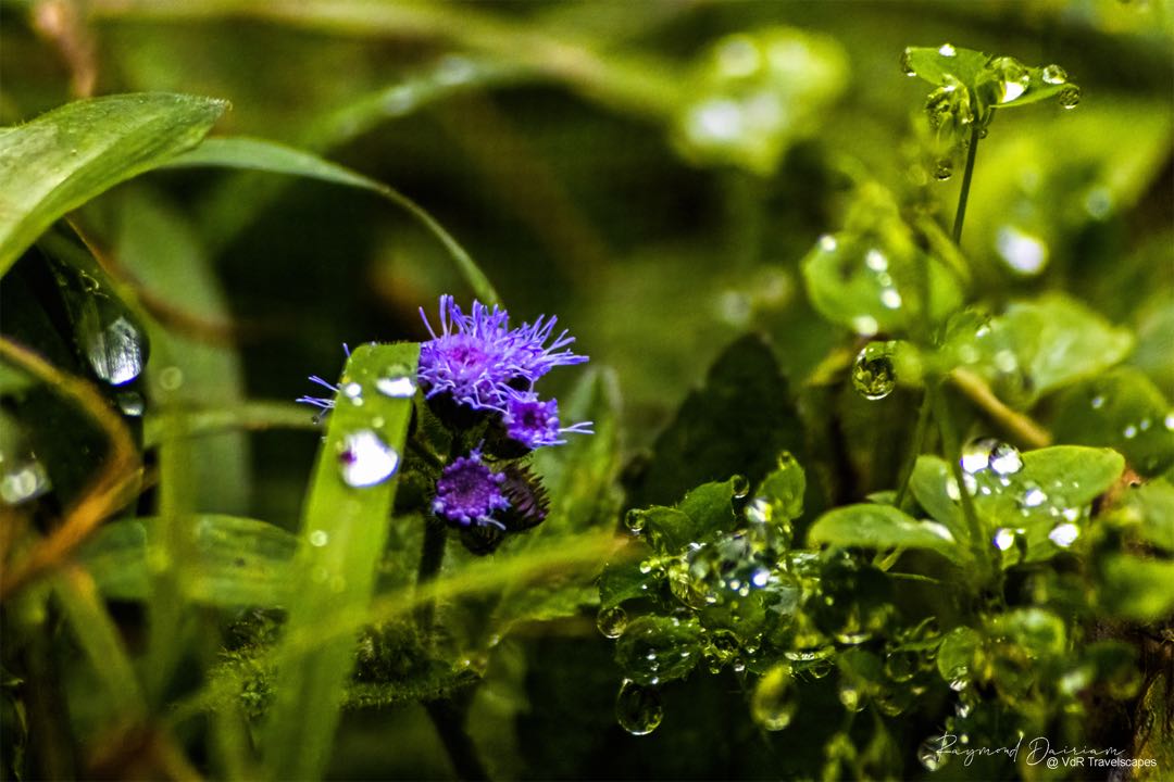 Morning dew