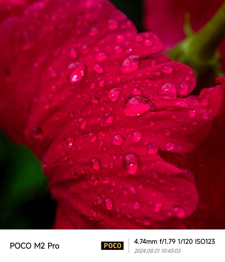 flower with rain ✨