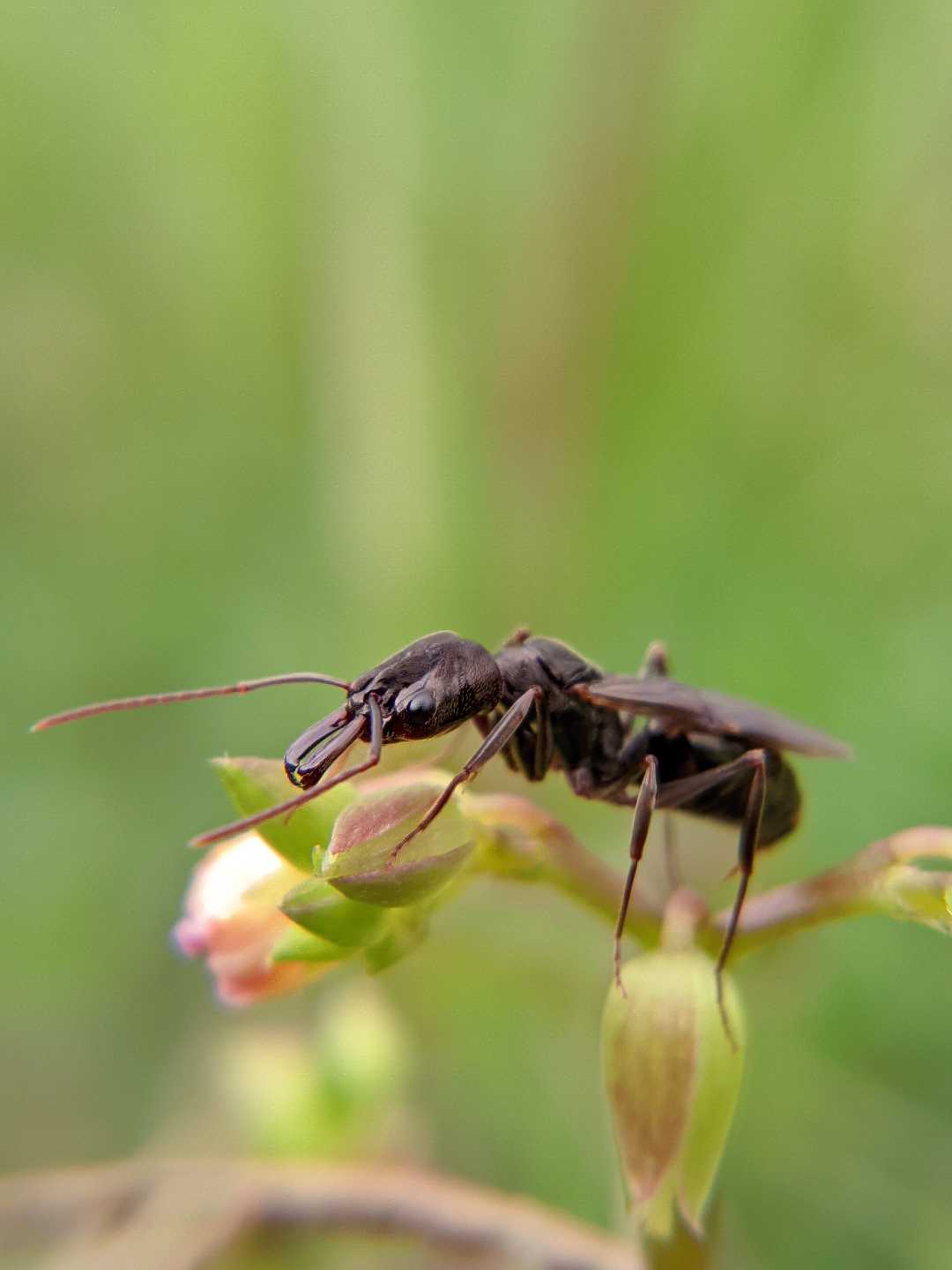 Odontomachus bauri