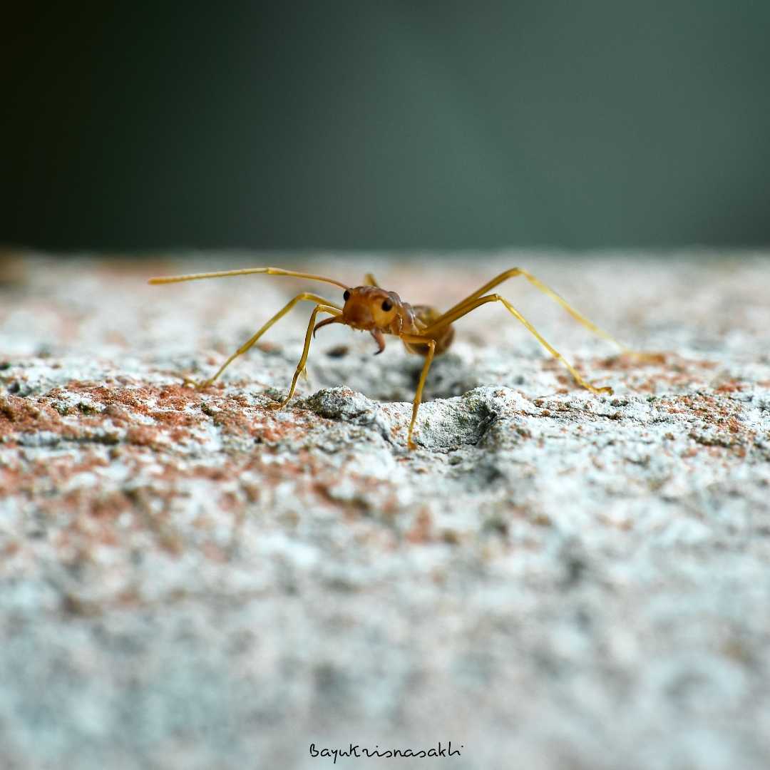 Photo Macro